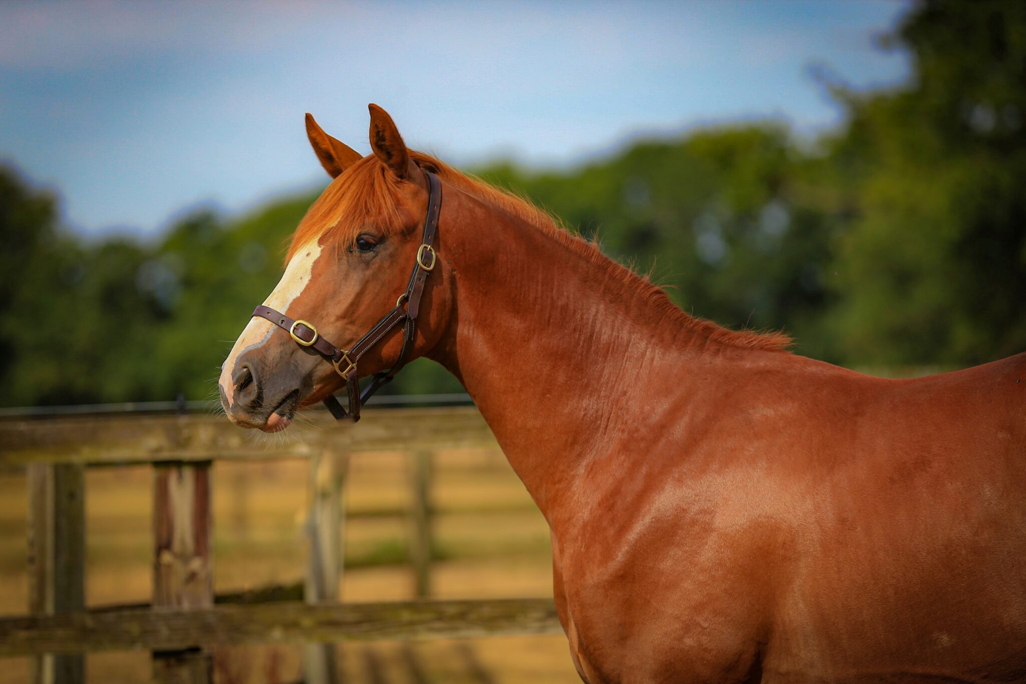 Ss Quaadri Al Shira Aa Stables