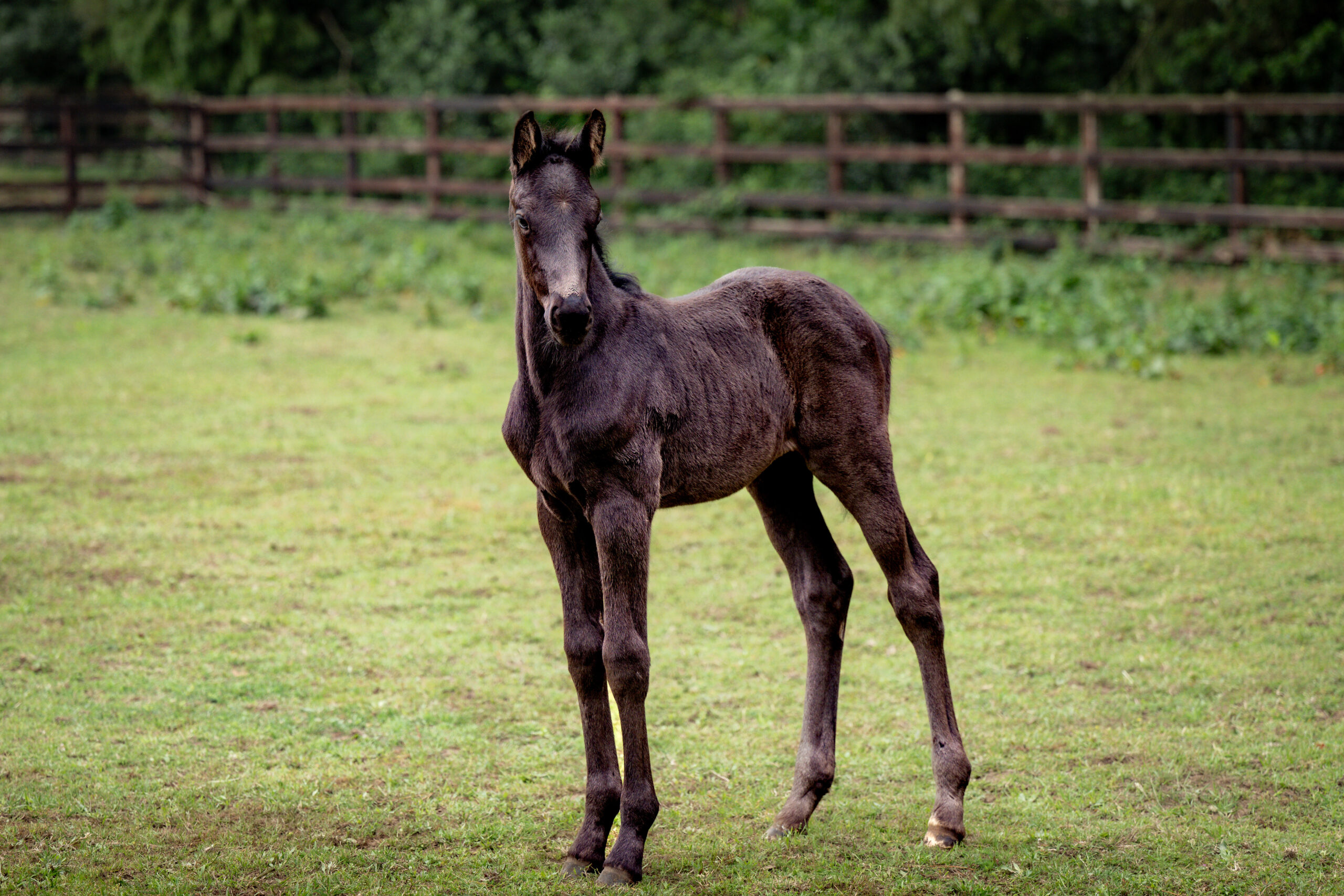 ALSHIRAAAFOALS©HelenCruden2025-17