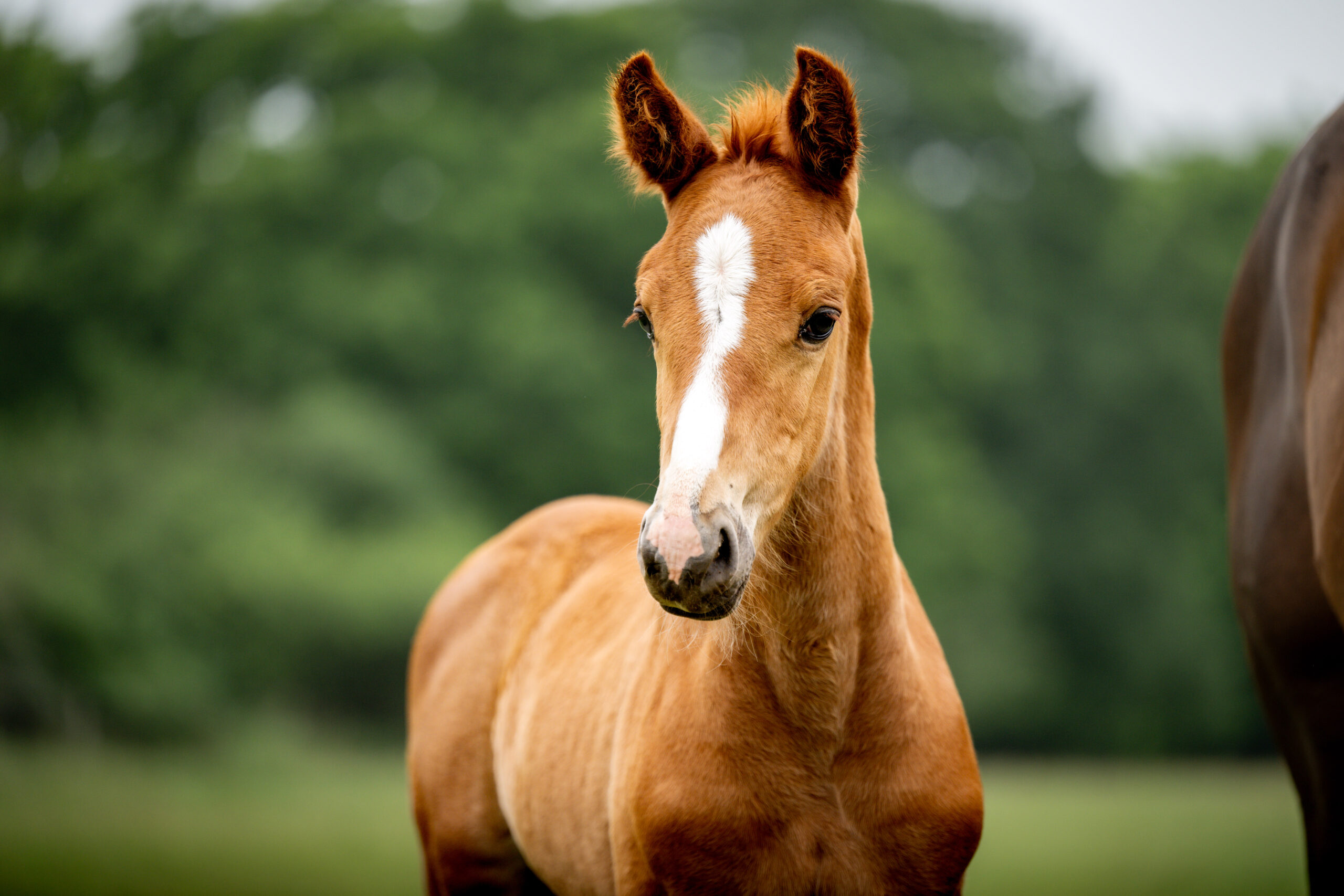 ALSHIRAAAFOALS©HelenCruden2025-33