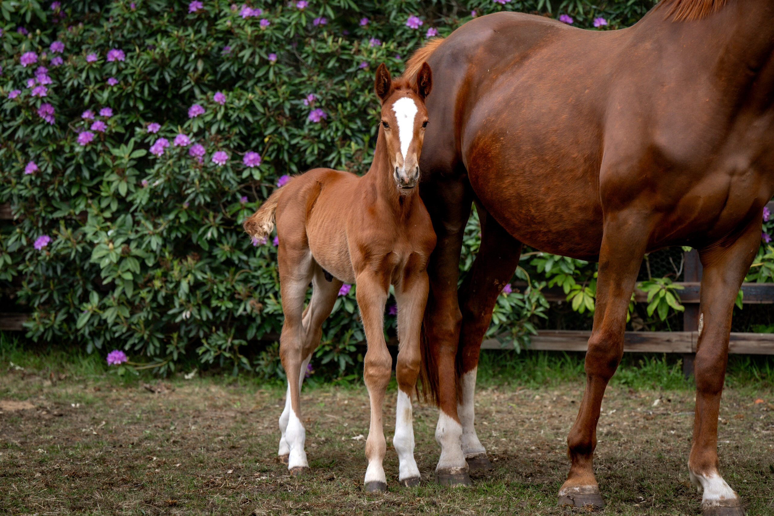 ALSHIRA'AAFOALS©HelenCruden2025-38