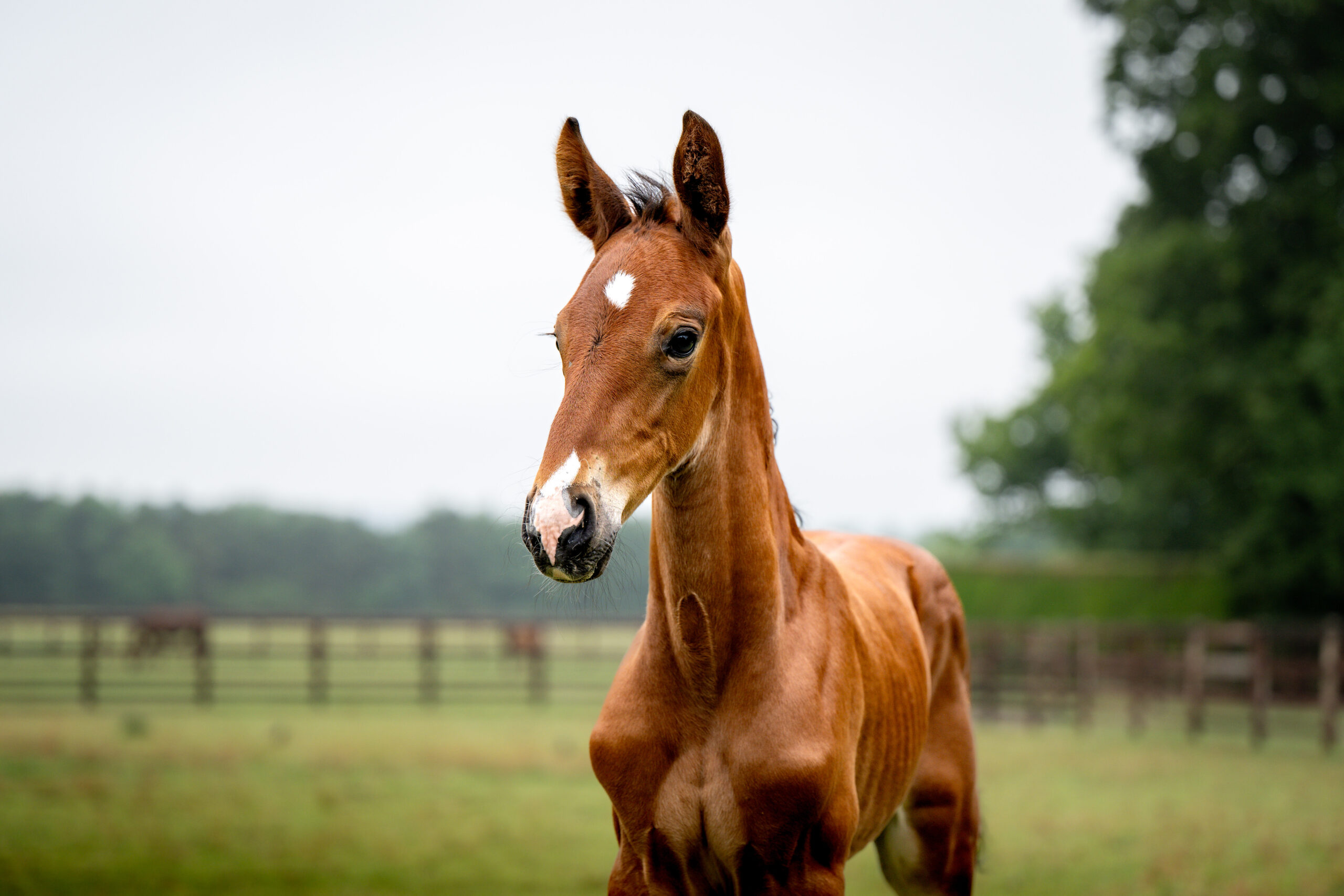 ALSHIRAAAFOALS©HelenCruden2025-5