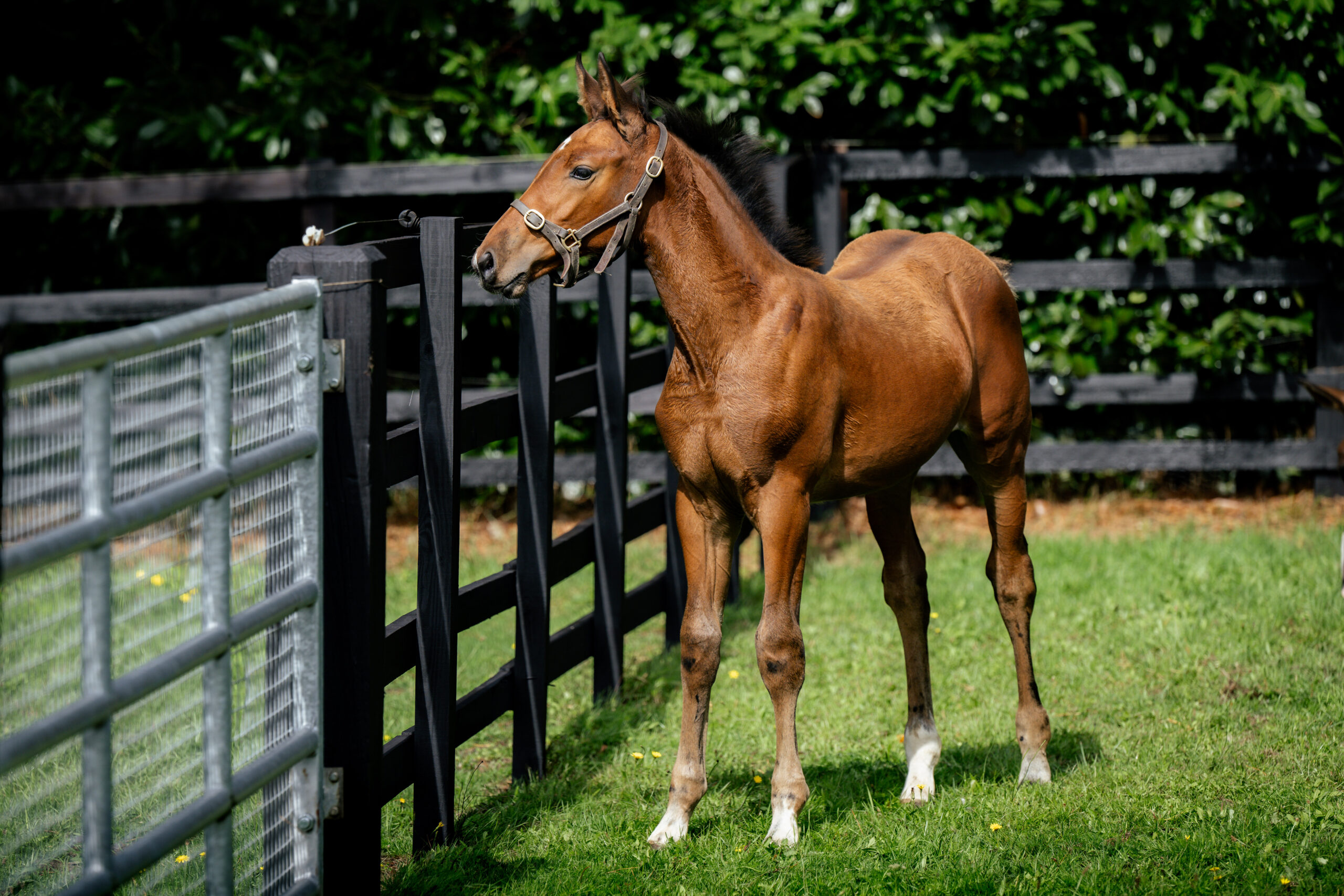 ALSHIRAASEPT©HelenCruden2025-11