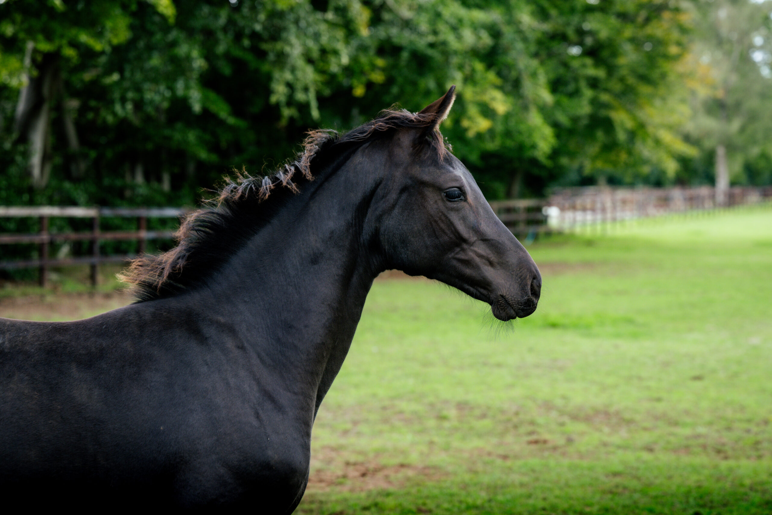 ALSHIRAASEPT©HelenCruden2025-12