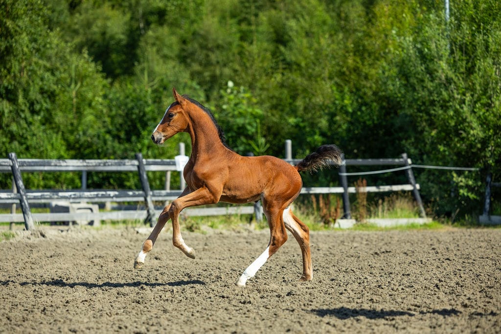 WhatsApp Image 2025-07-12 at 07.01.15