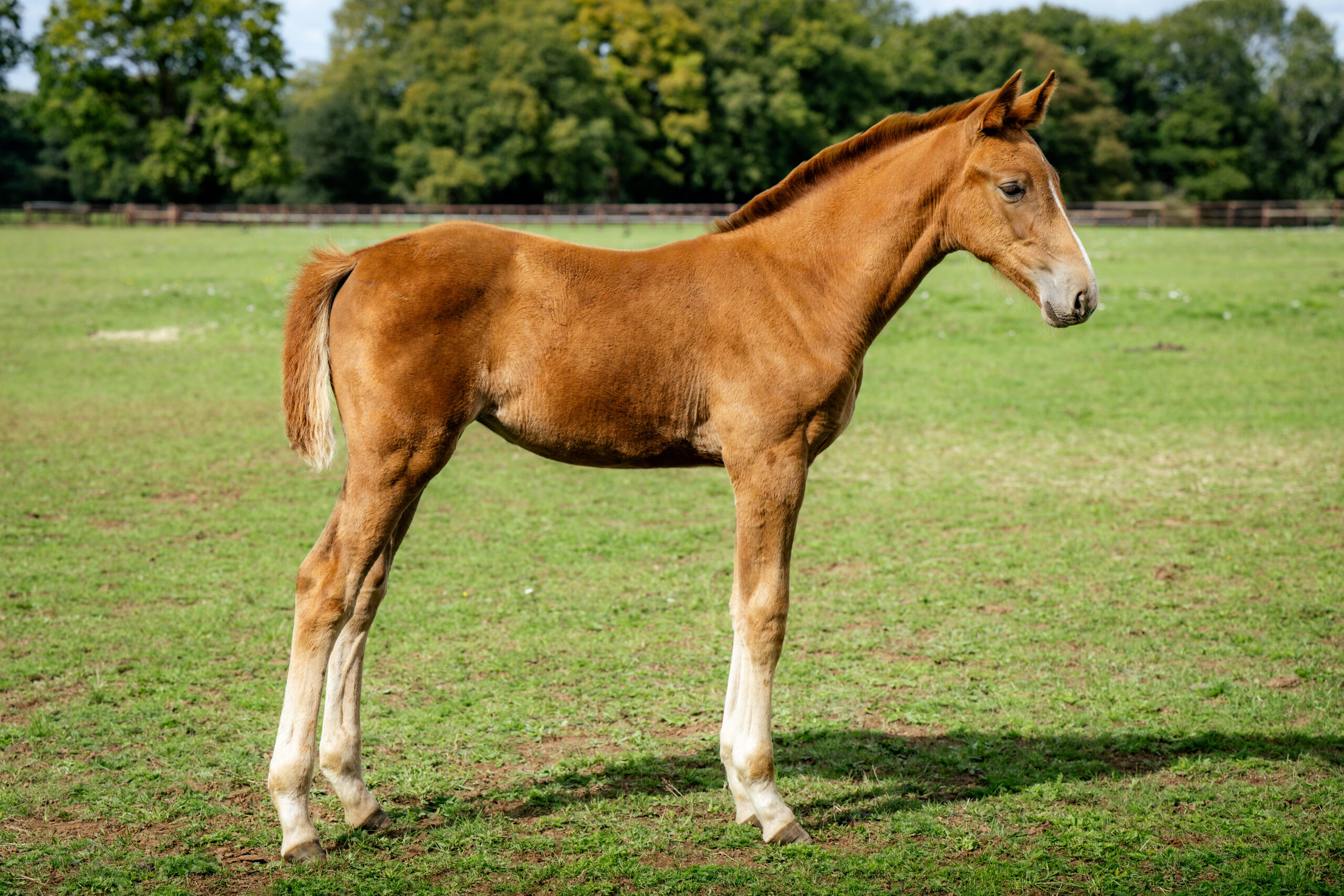 ALSHIRAASEPT©HelenCruden2025-24